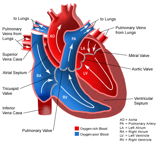 blood flow through the heart