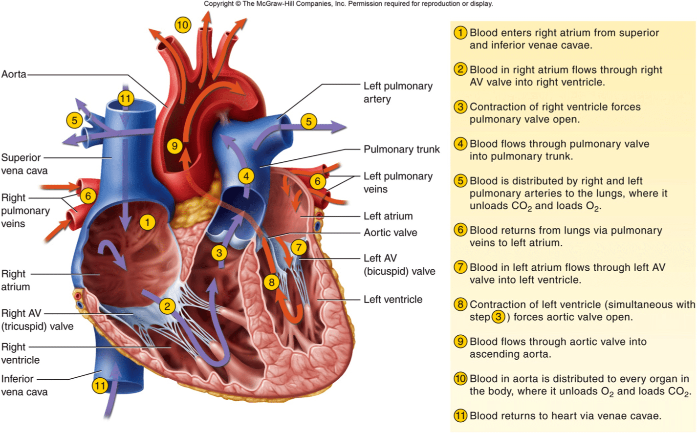 Blood Flow Through The Heart - Pathophysiology - NurseStudy.Net