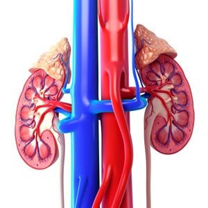 Internal structure of kidneys with adrenal gland