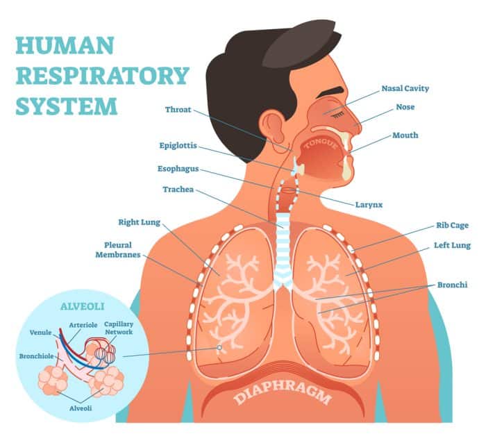 Respiratory System Anatomy and Physiology